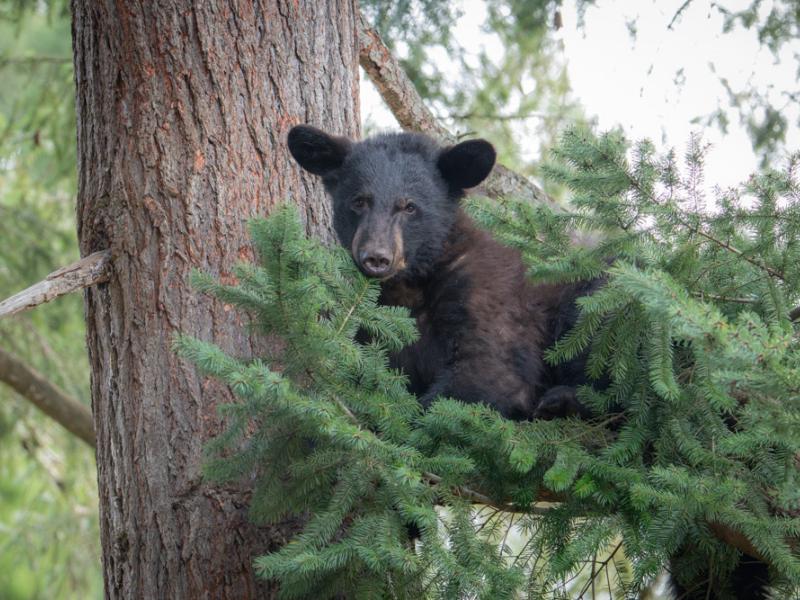 Black bear cub Thorn in a tree