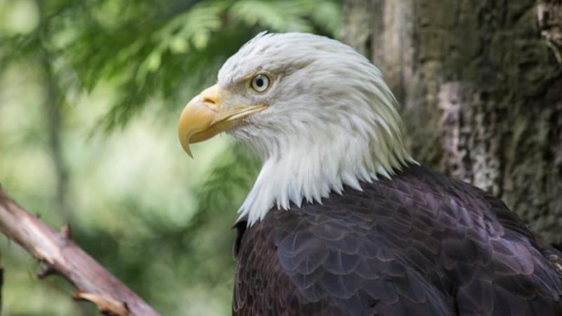 A bald eagle in profile is perched near the trunk of a tree. The eagle's head is white and its body is dark. Its yellow beak curves down sharply.