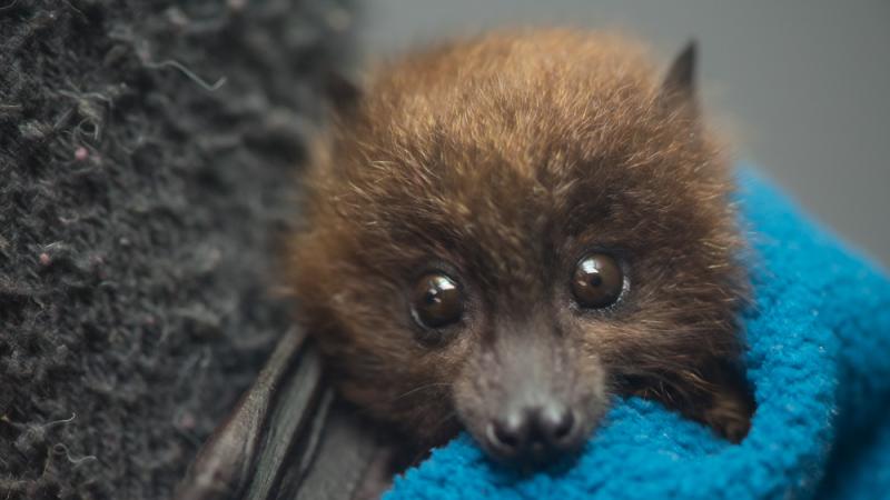 A baby Rodrigues flying fox bat looking at the camera