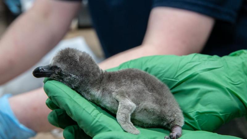 A small penguin chick in a green gloved hand