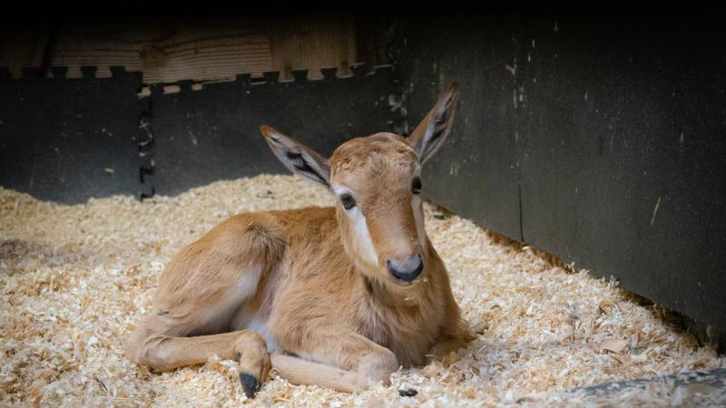 A newborn bontebok calf laying down