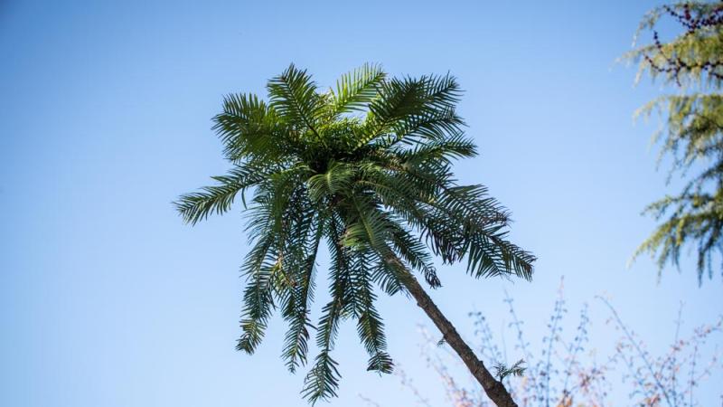 A Wollemi pine tree growing at the zoo