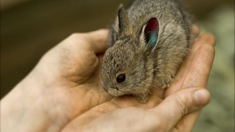 A pygmy rabbit being held in two hands