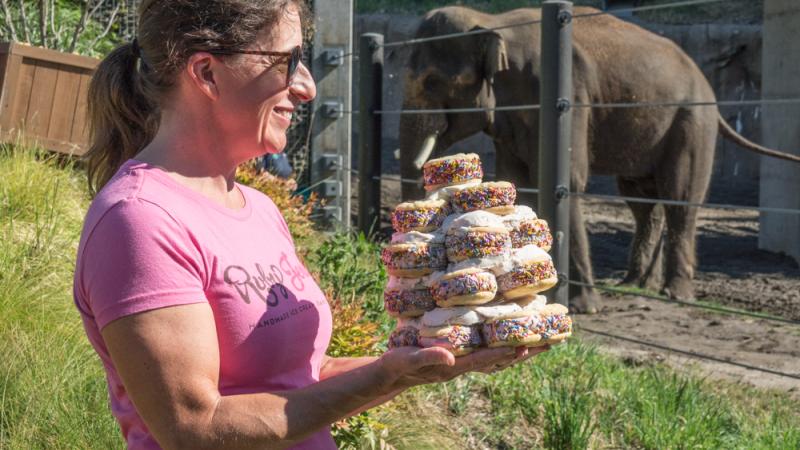 A woman in a pink shirt and sunglasses holds a large stack of ice cream sandwiches. In the background, on the other side of a fence, stands an elephant.
