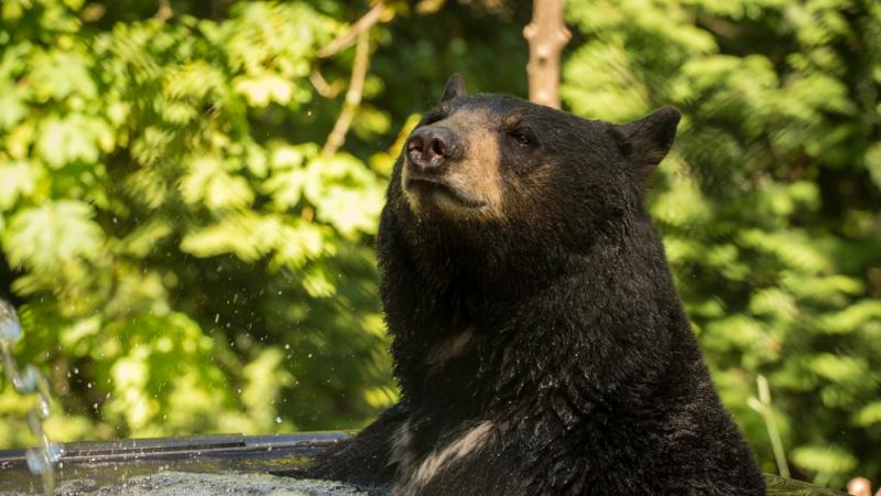 Black bear Takoda in a tub