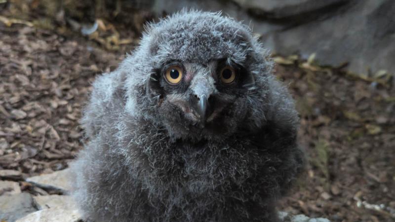 A snowy owlet looks at the camera