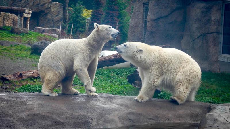 Polar bears Nora and Amelia Gray face each other looking playful