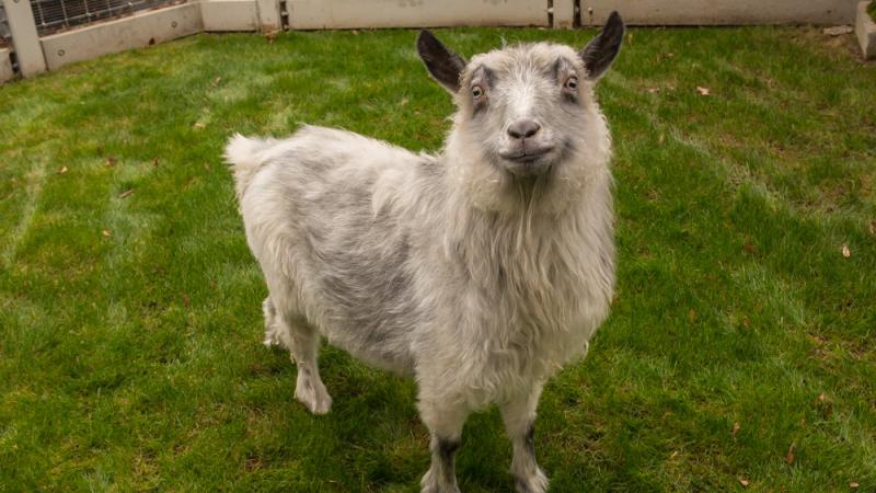 Molly, a pygora goat at the Family Farm. 