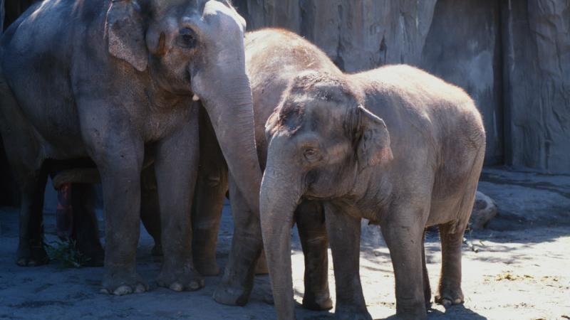 Bull asian elephant Packy interacting with herd in the year 2000.