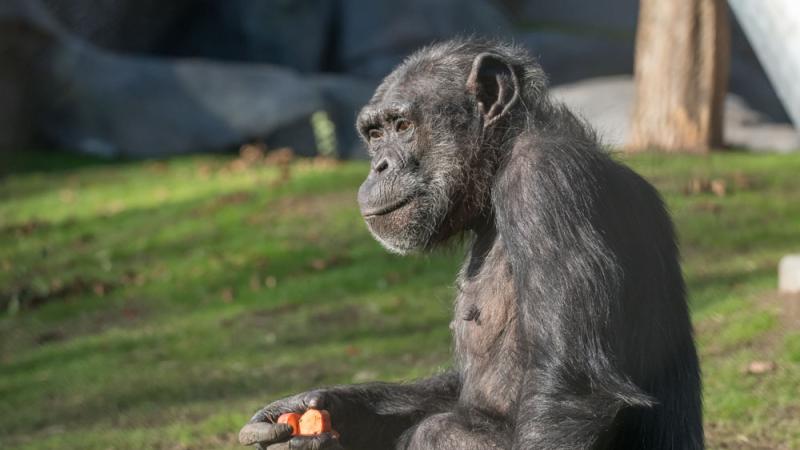 Chimpanzee Leah in her outdoor habitat