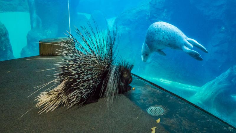 Porcupine Nolina stands in front of a harbor seal 