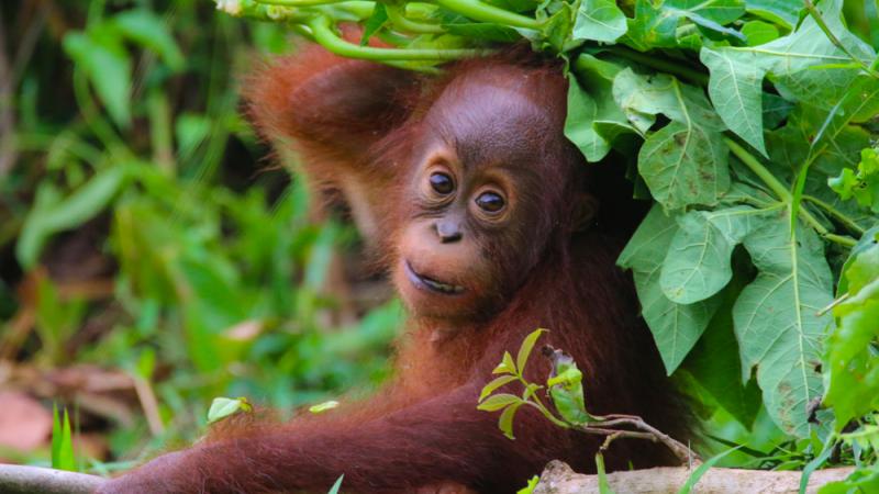 A baby Borneo orangutan plays in the forest.