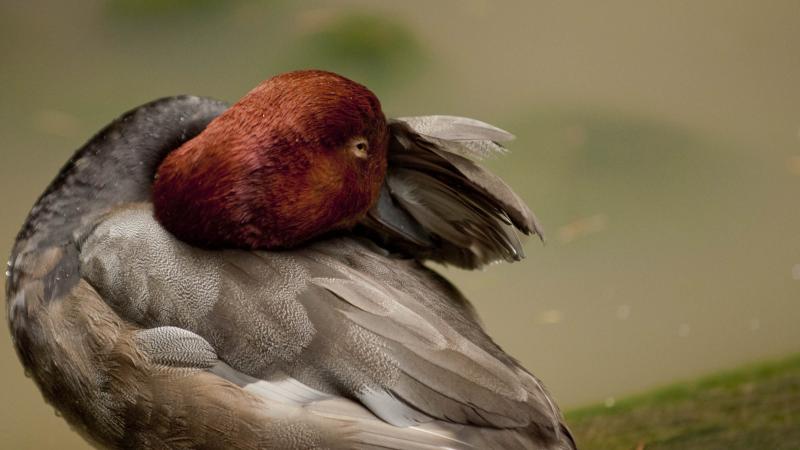 Redhead duck at the Oregon Zoo. 