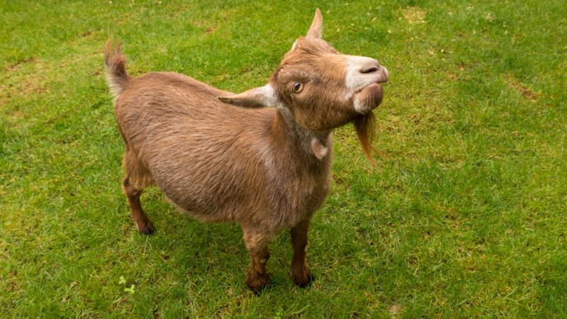 Pygmy goat Mocha at the Family Farm.