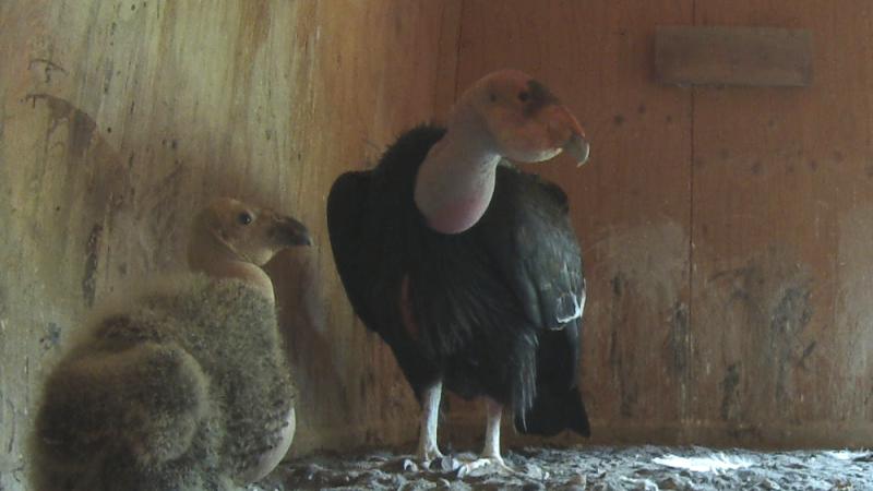 A condor chick and parent together in a nest box