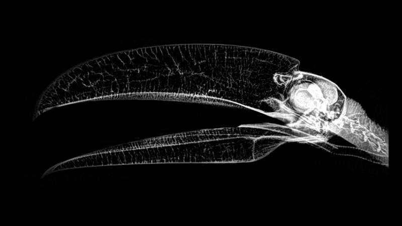 X-ray of a toucan at the Veterinary Medical Center at the Oregon Zoo.