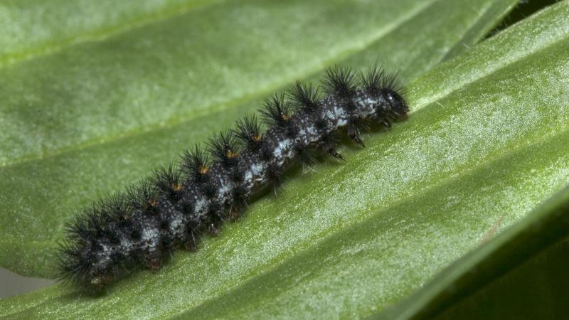 Black fuzzy larval caterpillar of the checkerspot butterfly on a green plant leaf.