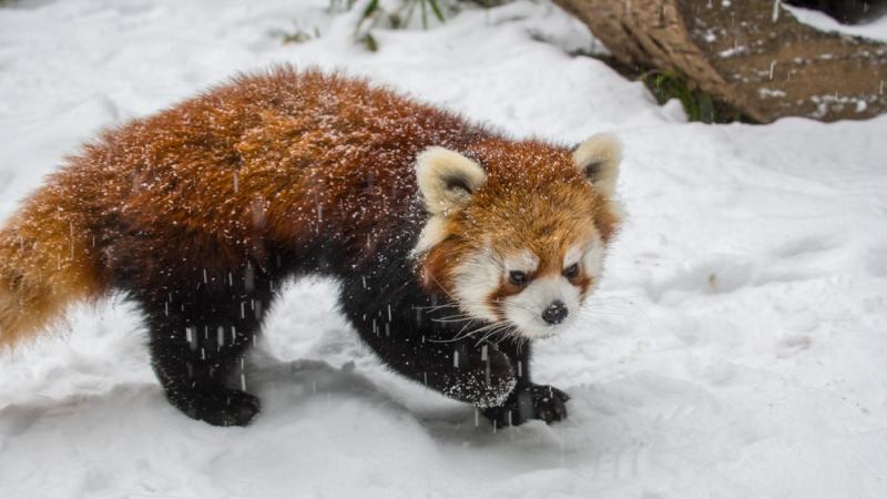 A red panda romps in the snow.