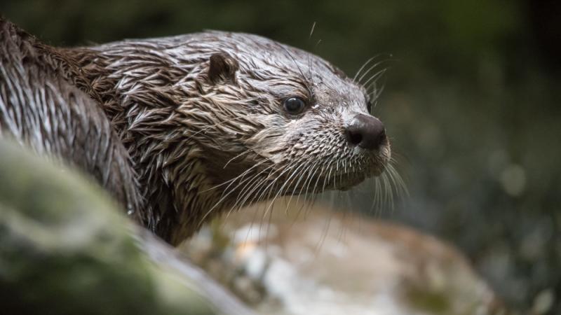 river otter face