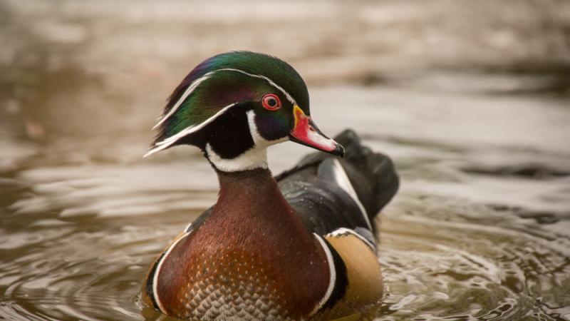 wood duck in pond