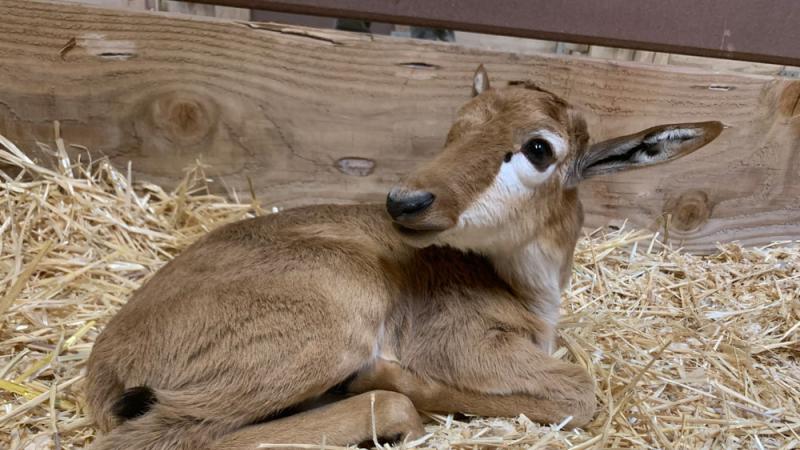 A bontebok calf lays on a bed of straw