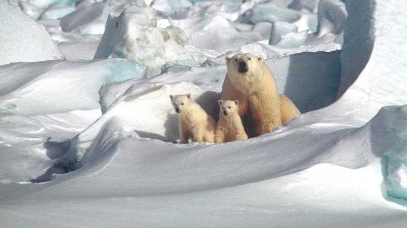 Polar bear mother and two cubs outside 