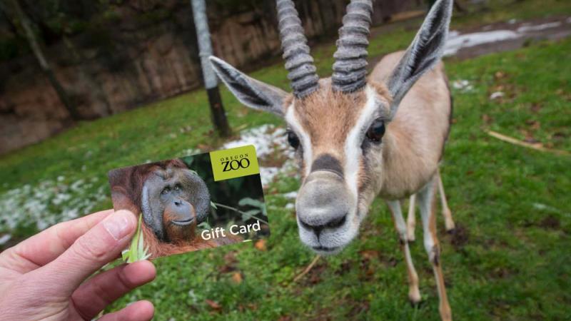 hand holding a gift card in front of bontebok