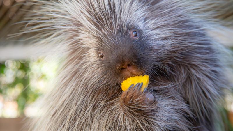 North American porcupine Nettle enjoys a snack