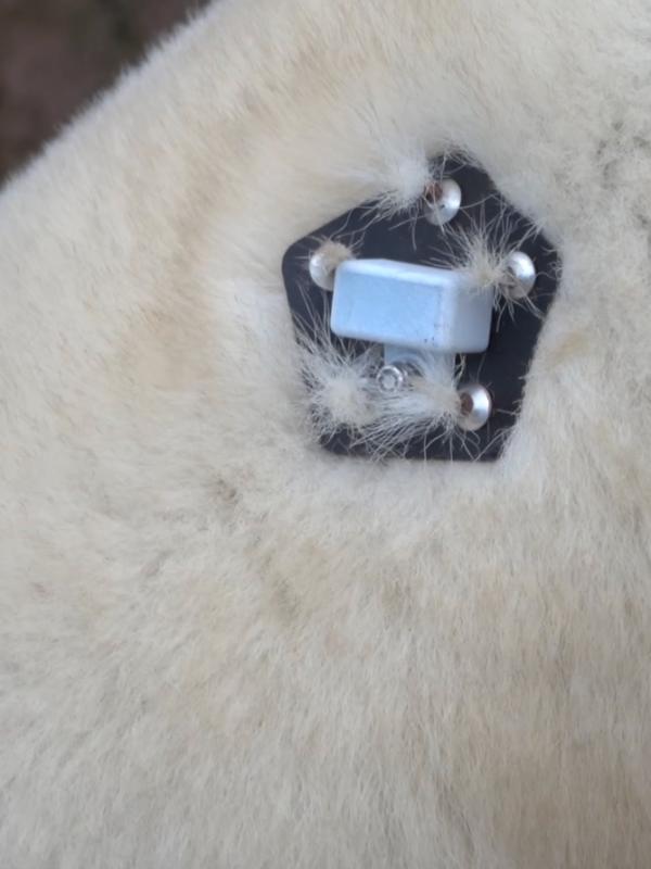 Close up of a flat pentagonal device attached to polar bear fur