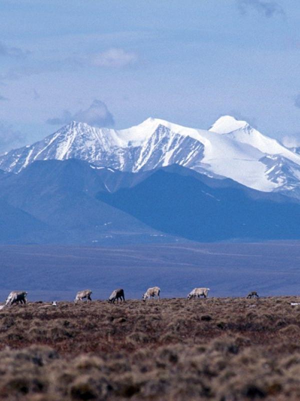 Arctic landscape shot