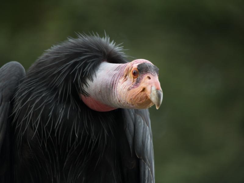 A California condor perches in the Oregon Zoo's Condors of the Columbia habitat.