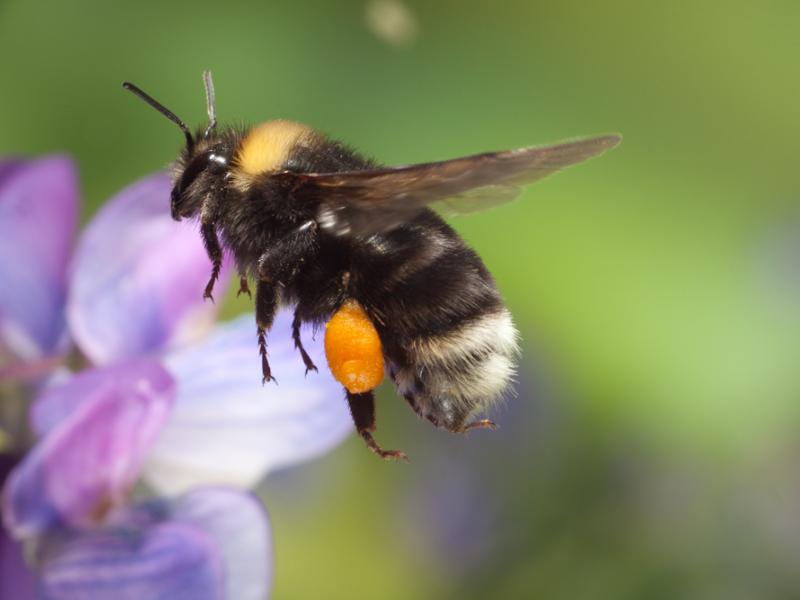 Bumble bee flies near a purple flower. 