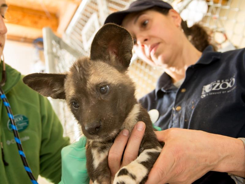 Veterinarian Kelli Flaminio and keeper Beth Foster hold a one month-old African painted dog puppy during its first veterinary exam.