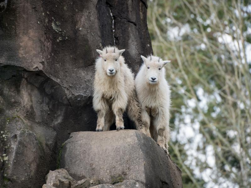 Two mountain goat kids look down from a rocky ledge.