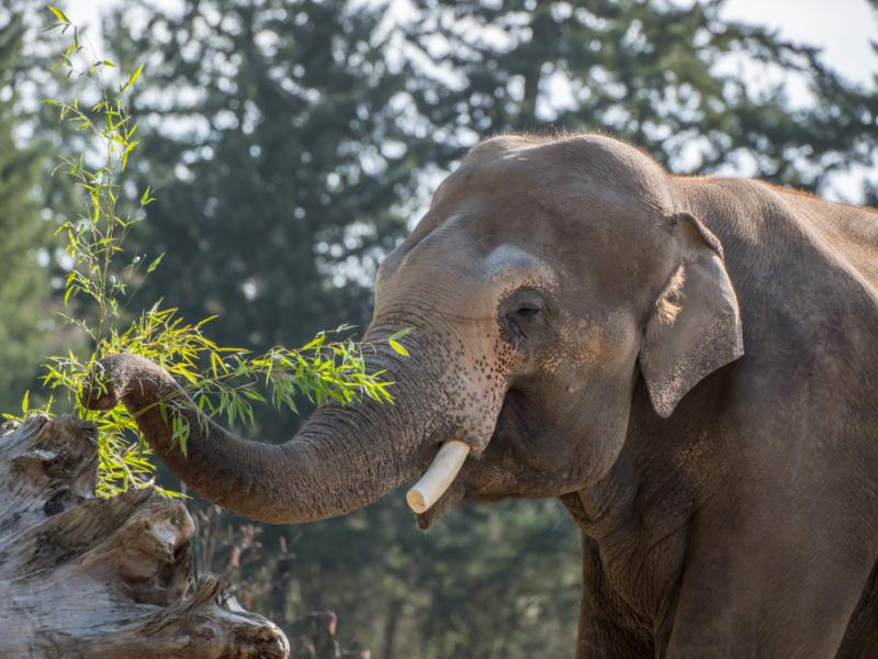 Bull Asian elephant Samson eating in Elephant Lands. 