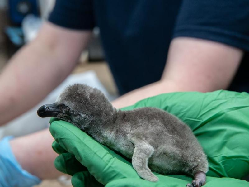 A small penguin chick in a green gloved hand
