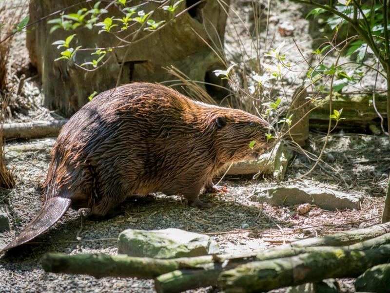 Filbert the beaver outside in his marsh habitat