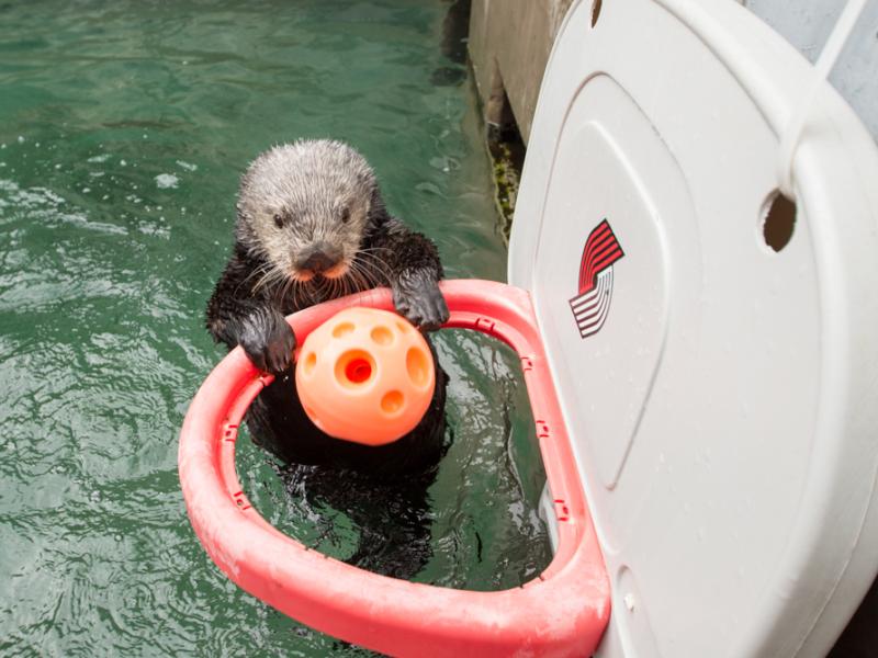 Rescued sea otter Juno plays basketball for enrichment behind the scenes at the Oregon Zoo. 