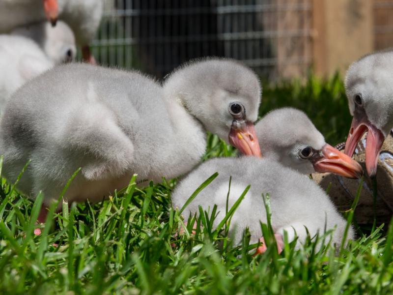 Two week-old greater flamingo chicks.