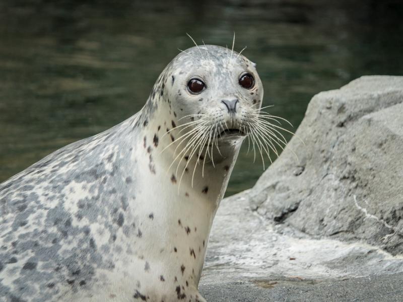 Harbor seal sitting on a rock next to a pool of water. 