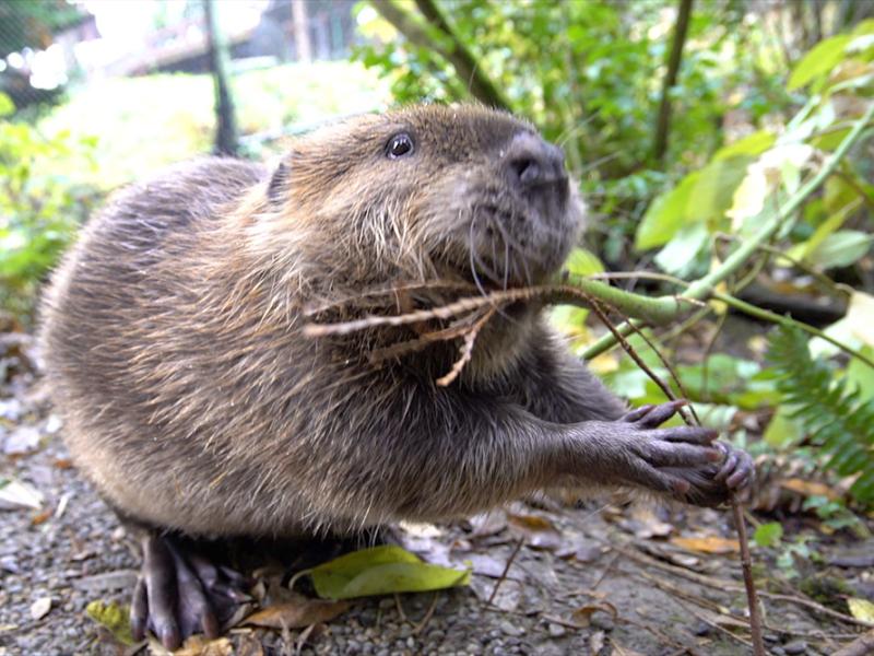 American beaver Filbert chews a stick at the Oregon Zoo.