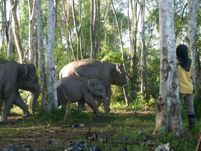 A person stands in a forest with their back to the camera. They are facing a family of three elephants.