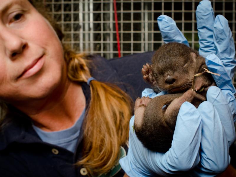 Zoo keeper holds up a tiny sea otter pup in gloved hands.