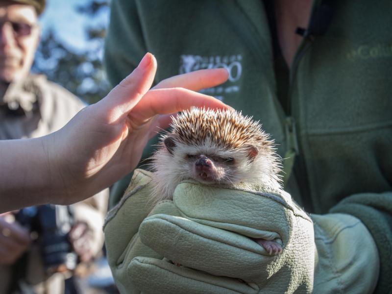 A person wearing protective gloves holds a hedgehog while another person touches its head.