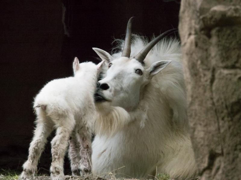A Mountain Goat kid faces away from the camera as it rubs against its kneeling mother.