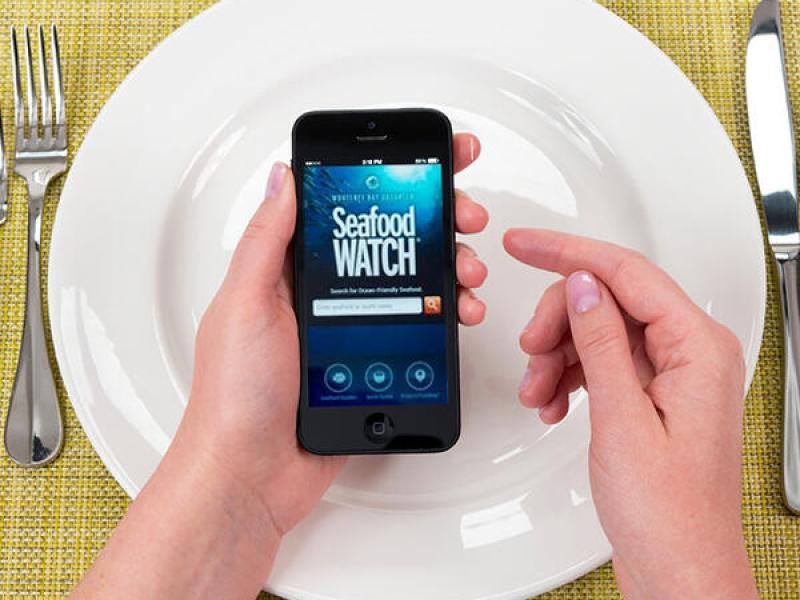 A phone showing the Seafood Watch app. A person is holding it over a table setting.