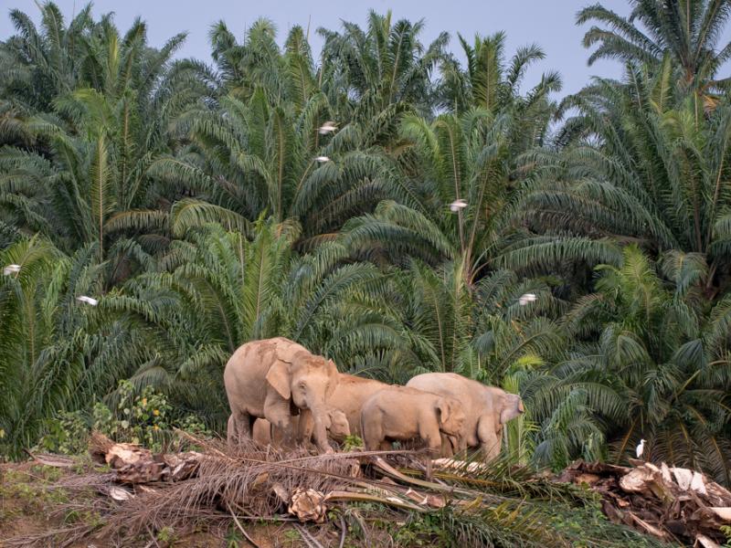 A herd of female and young Borneo elephants graze in an oil palm plantation.