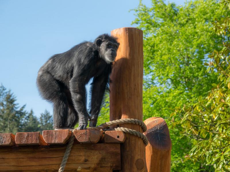 A chimpanzee climbs a wooden structure at the Oregon Zoo's Primate Forest habitat.