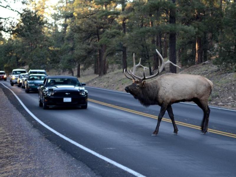 An elk crosses the road in front of cars. 