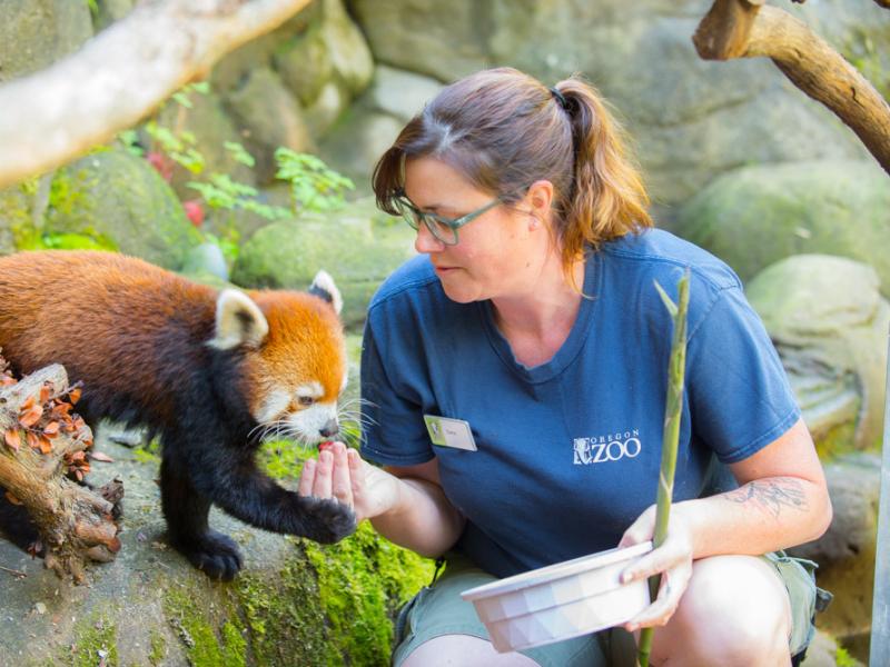 Zoo keeper hand feeding red panda Mei Mei.
